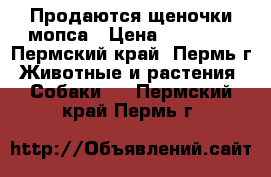 Продаются щеночки мопса › Цена ­ 25 000 - Пермский край, Пермь г. Животные и растения » Собаки   . Пермский край,Пермь г.